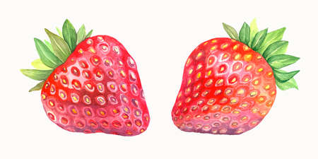 Watercolor set of red strawberries. Fresh sweet berries. Isolated illustration on white background. Handmade drawing.の写真素材