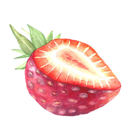 Strawberries cut in half close-up. Watercolor illustration of a ripe red berry. Isolated pattern on a white background.の写真素材