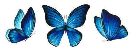 Set of watercolor blue butterflies. Illustration of a flying insect on a white background. An...