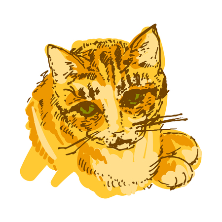 Vector illustration concept of Cat hand drown illustrationのイラスト素材