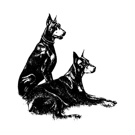 Vector hand draw n doberman dog vintage illustration on white backgroundのイラスト素材