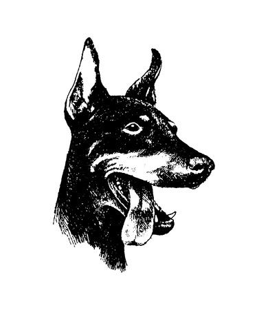 Vector hand draw n doberman dog vintage illustration on white backgroundのイラスト素材
