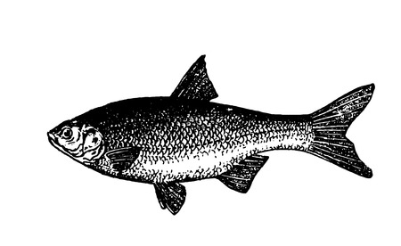 Vector hand drawn Fishes sketch illustration on white backgroundのイラスト素材