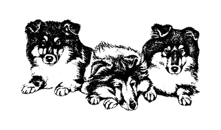 Vector hand drawn dog collie vintage illustrationのイラスト素材