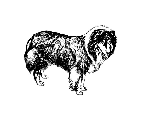 Vector hand drawn dog collie vintage illustrationのイラスト素材