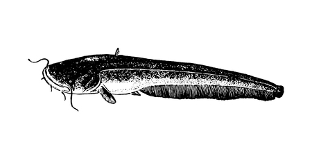 Vector hand drawn Fishes sketch illustration on white backgroundのイラスト素材
