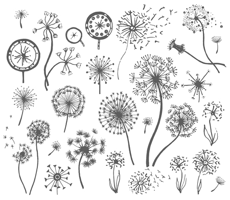 Vector Hand drawn sketch of dandelion flower illustrationのイラスト素材
