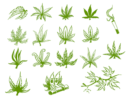 Vector hand drawn icon illustration set of green hemp cannabis leaf on white backgroundのイラスト素材