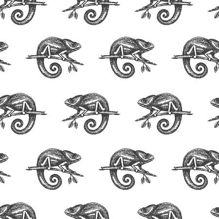 Chameleon hand drown illustration sketchのイラスト素材