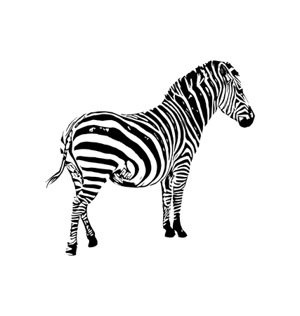 Zebra vector hand drawn graphic illustration on white backgroundのイラスト素材
