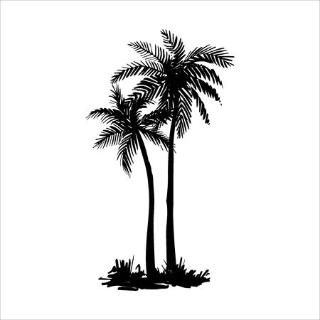 Vector hand drawn illustration of tropical palm treeのイラスト素材