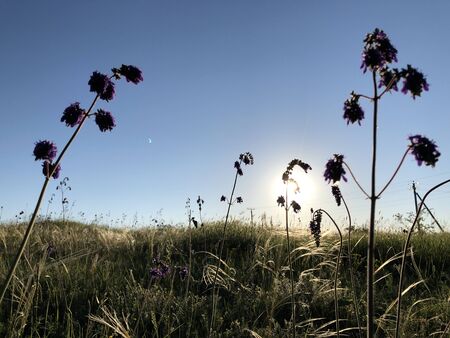Summer field at sunset with feather grass on blue sky