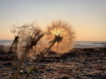Dandelion close up silhouette against sunset sky, meditative zen background 