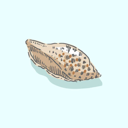Seashell, shell, sea, mollusk, shellfish, nautical illustrationのイラスト素材