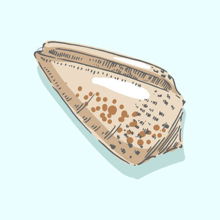 Seashell, shell, sea, mollusk, shellfish, nautical illustration