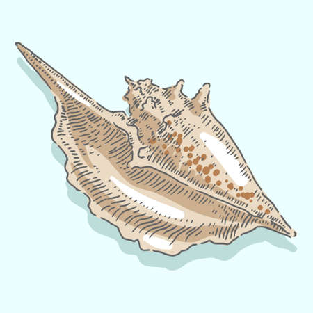 Seashell, shell, sea, mollusk, shellfish, nautical illustrationのイラスト素材