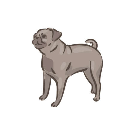 Cute dog Pug breed vector illustrationのイラスト素材