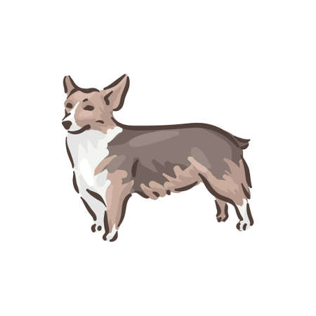 Cute dog Welsh Corgi Pembroke breed pedigree vector illustrationのイラスト素材