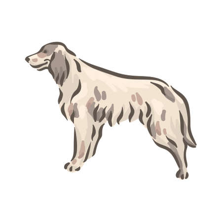 Cute dog English Setter breed pedigree vector illustrationのイラスト素材