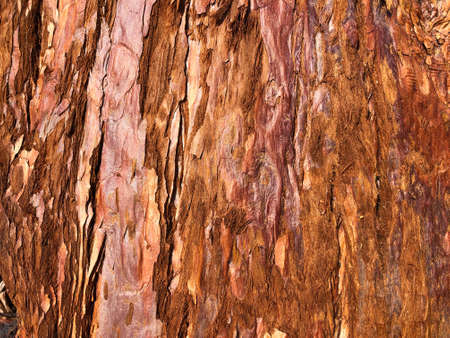 Red pine bark tree texture backgroundの写真素材