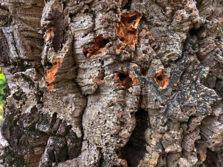 Old cork oak wood textureの写真素材