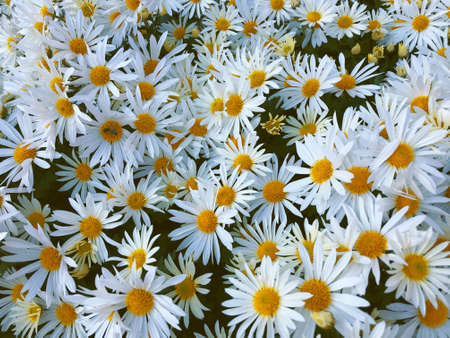 Rare chrysanthemum flower type botanical selection on exhibitionの写真素材