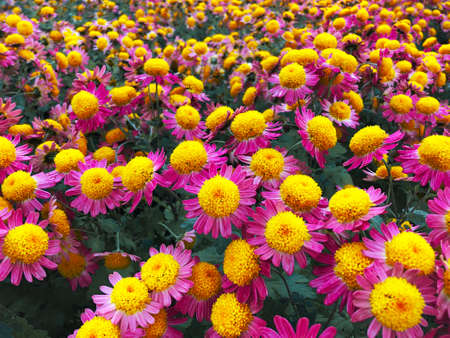 Rare chrysanthemum flower type botanical selection on exhibition
