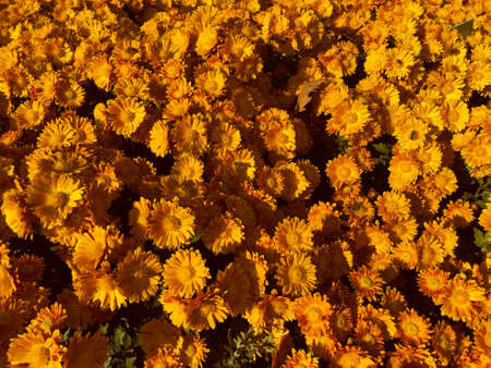 Rare chrysanthemum flower type botanical selection on exhibition