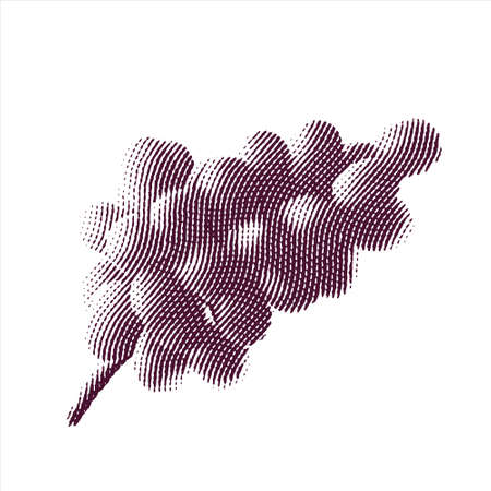 Engraved illustration of grapes isolated on white backgroundのイラスト素材