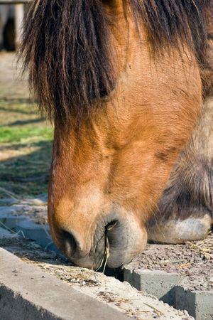 Horse Headの写真素材