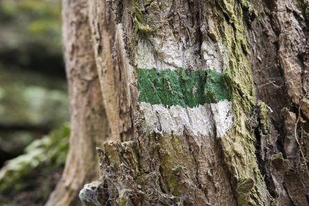 Old forest trail symbol on oak treeの写真素材
