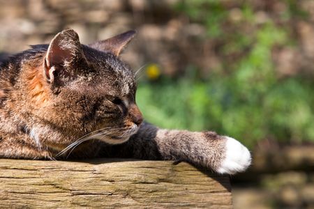 sleeping cat on wooden table in sunlightの写真素材
