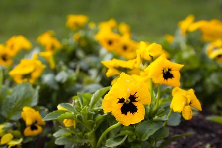 viola flowers in spring garden flower bedの写真素材