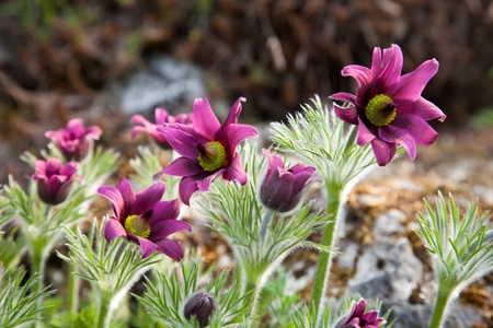 Macro to a Pulsatilla flower, also called pasque flowerの写真素材