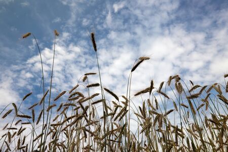 a cereal field with Barley in front of blue sky with clouds