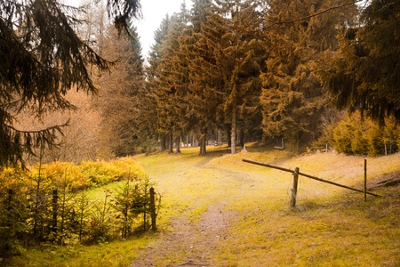 Autumnal forest landscape with a pond and bridgeの写真素材