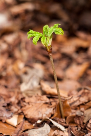Young offspring of a horse chestnutの写真素材