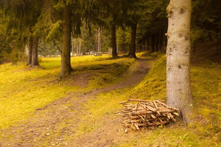 Autumnal forest landscape
