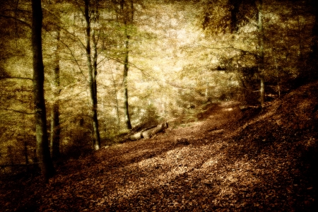 a mystical landscape in a beautiful beech forestの写真素材