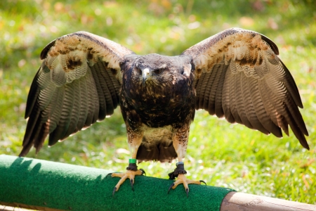 A red-tailed hawkの写真素材