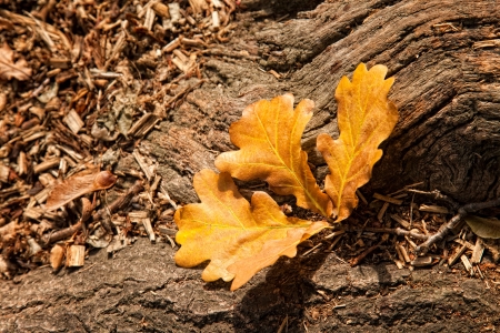 fallen leaves of an oak tree in autumnの写真素材