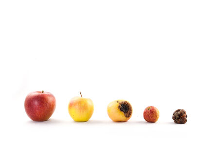 a number of apples from crisp to lazy