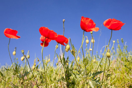 poppy seed flowering in front of blue skyの写真素材