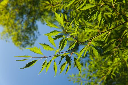Fagus sylvatica CutBeech a spontaneous mutant of beechの写真素材