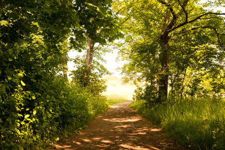 the forest path to Napoleonstein Jenaの写真素材