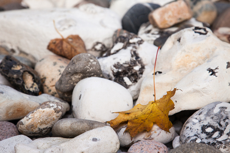 a fall maple leaf on the stones in Octoberの写真素材