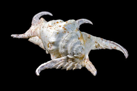 seashell deep oceanの写真素材