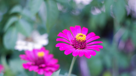 Bright purple-pink double flowers of Zinnia Elegant (Common Zinnia, Zinnia Violacea, Kembang Kertas) in the garden with the leaves as background.の写真素材