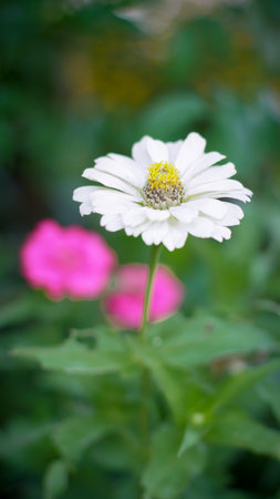 Bright white double flowers of Zinnia Elegant (Common Zinnia, Zinnia Violacea, Kembang Kertas) in the garden with the leaves as background.の写真素材