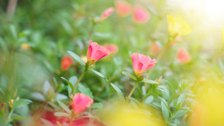 Beautiful blooming colors japanese moss rose flowers with leaves at background outdoor.  Colourful of portulaca in summertimes.の写真素材